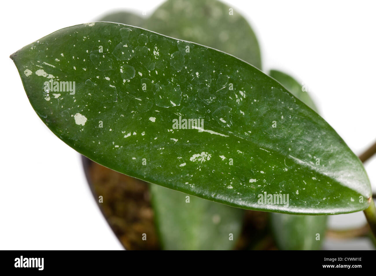 Wax plant, Porslinsblomma (Hoya crassipes) Stock Photo