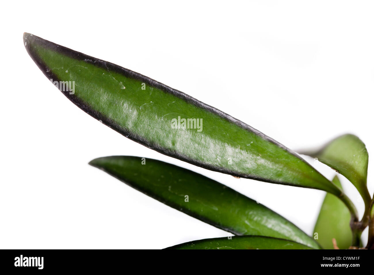Waxvine, Waxflower, Waxplant, Porslinsblomma (Hoya wayettii) Stock Photo