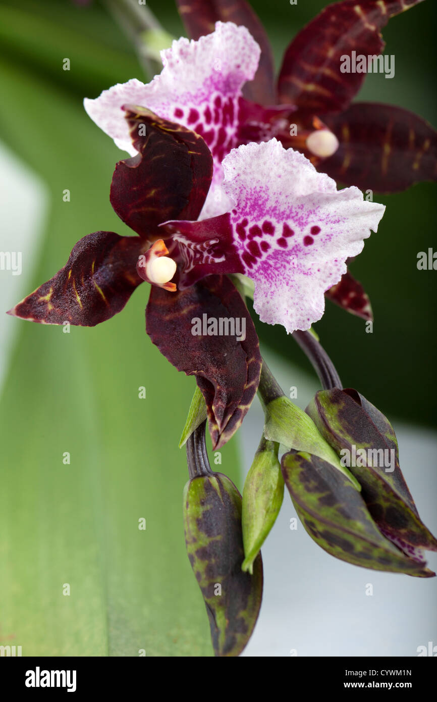 Cambria orchid (Orchidaceae ) Stock Photo