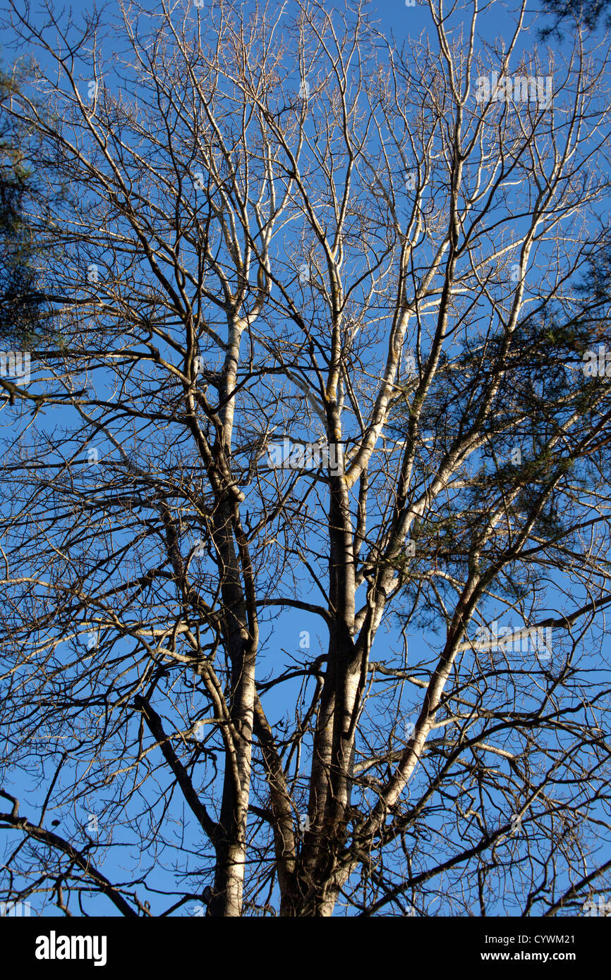 European white birch, Vårtbjörk (Betula pendula) Stock Photo