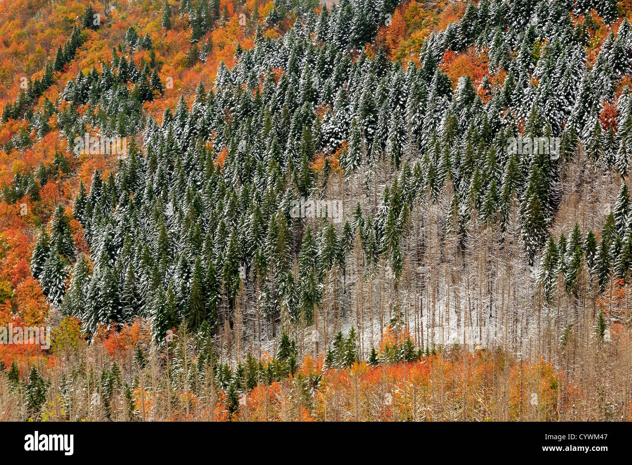 The Apennines in autumn colors, Emilia-Romagna, Italy Stock Photo