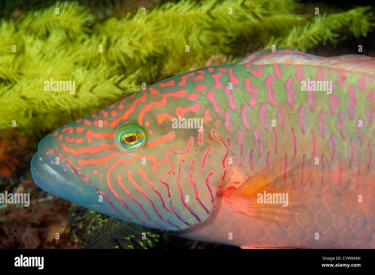 Linecheeked wrasse, Oxycheilinus digrammus, Nusa Kode Indonesia Stock Photo