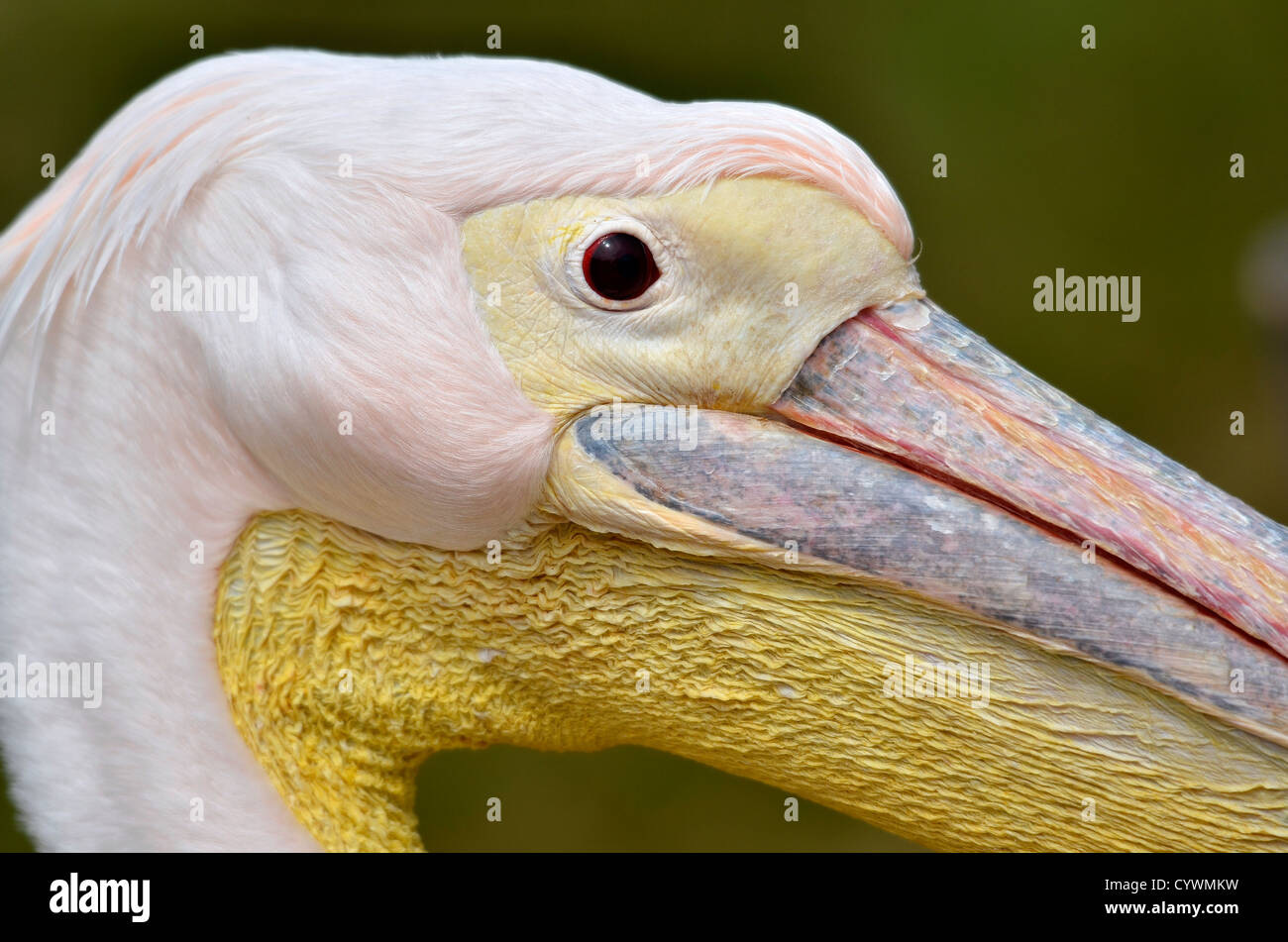 Profile portrait of white pelican (Pelecanus onocrotalus) Stock Photo