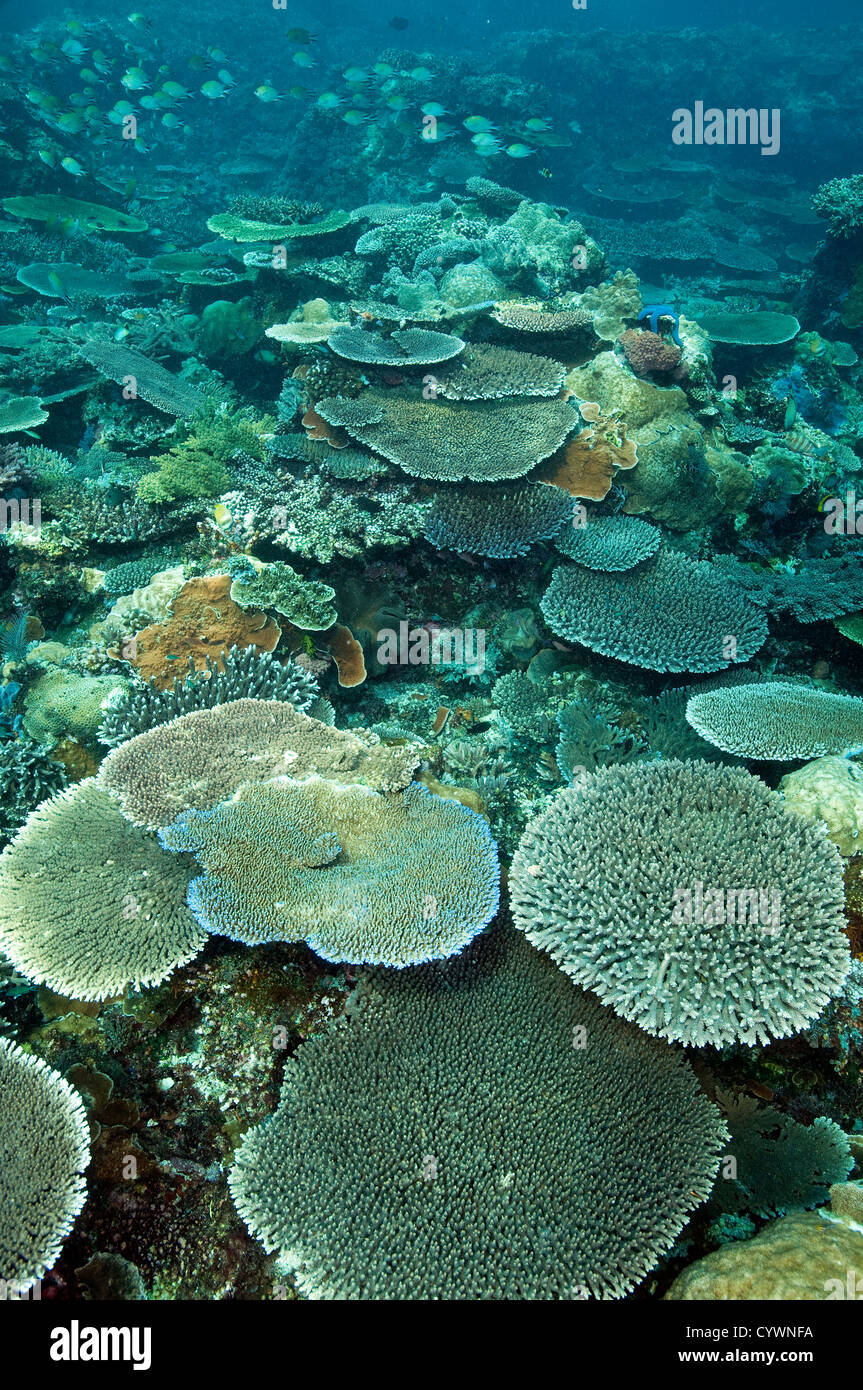 Pristine reef scenic with massive Acropora table corals, Komodo Indonesia  Stock Photo - Alamy