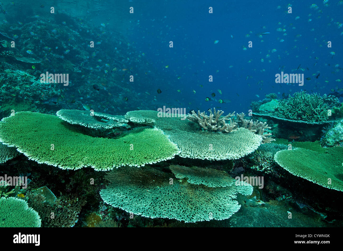Pristine reef scenic with massive Acropora table corals, Komodo ...
