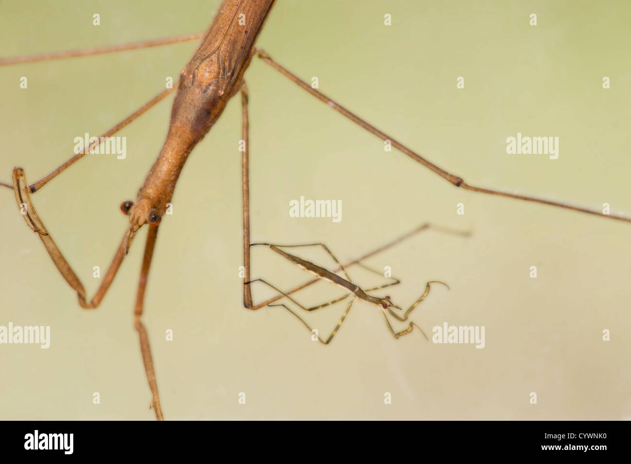 Water Stick Insect; Ranatra linearis; Cornwall; UK; with juvenile Stock Photo