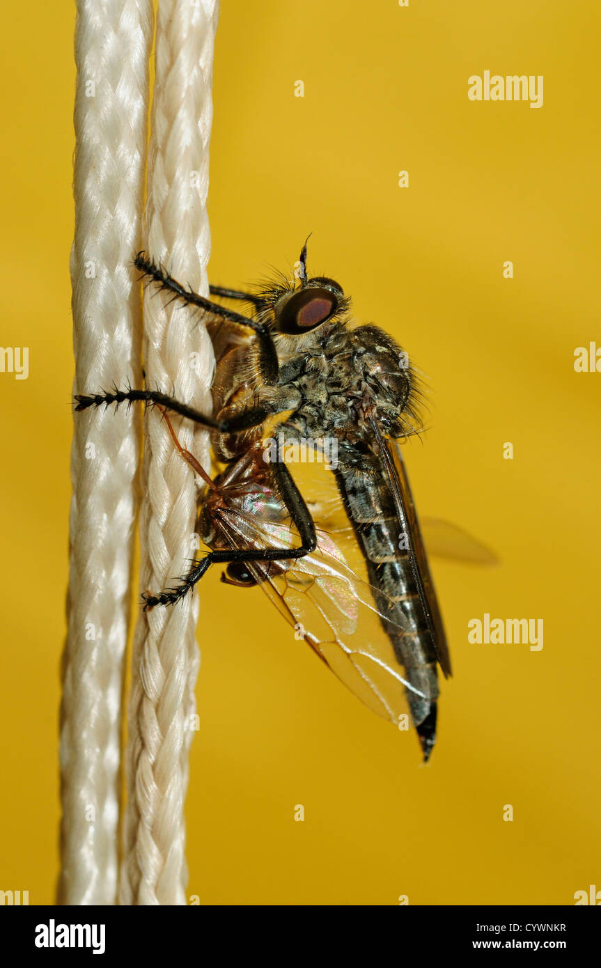 Horse-fly with prey Stock Photo