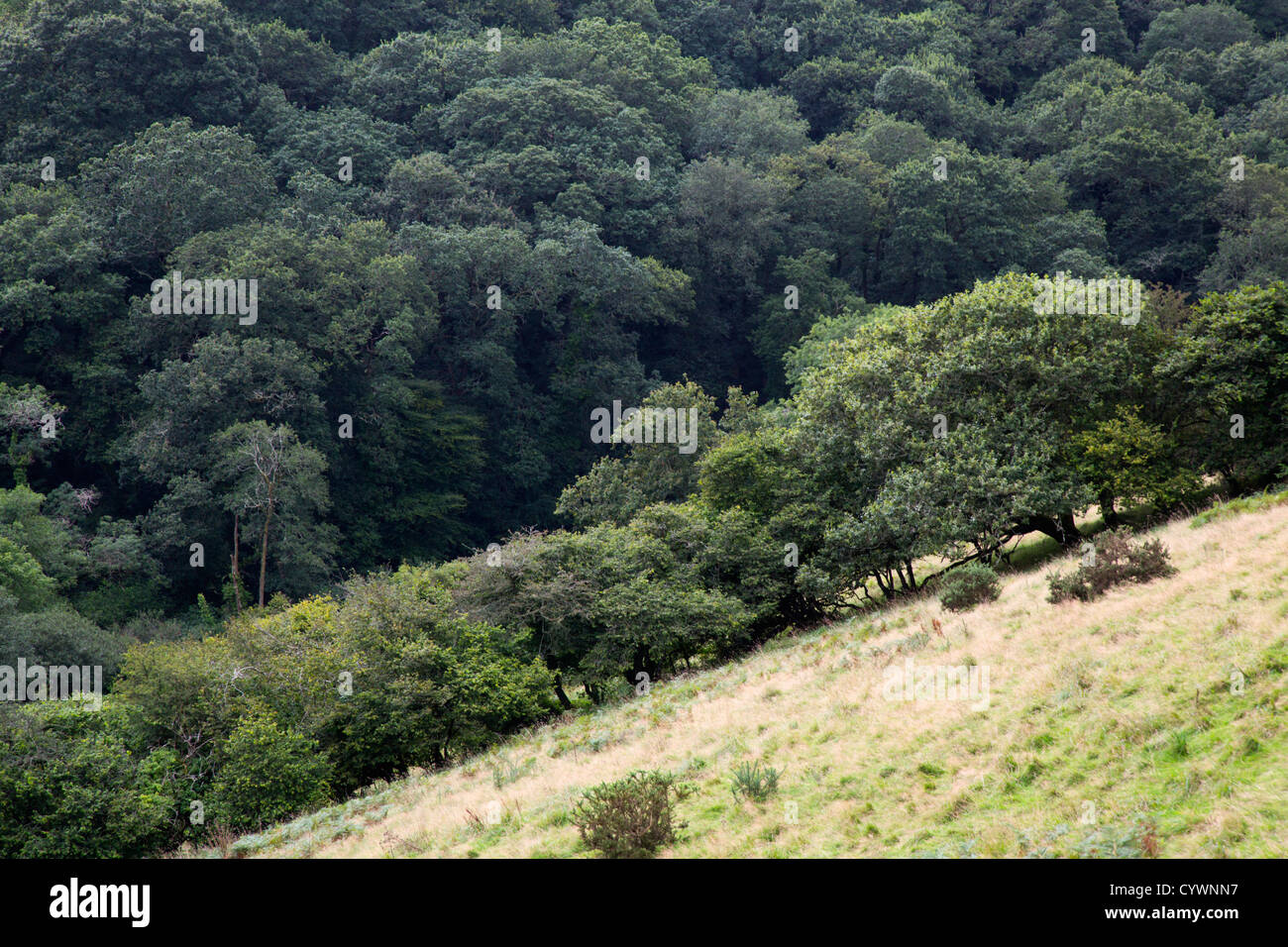 West Muchlarnick Farm; Cornwall Wildlife Trust; UK Stock Photo