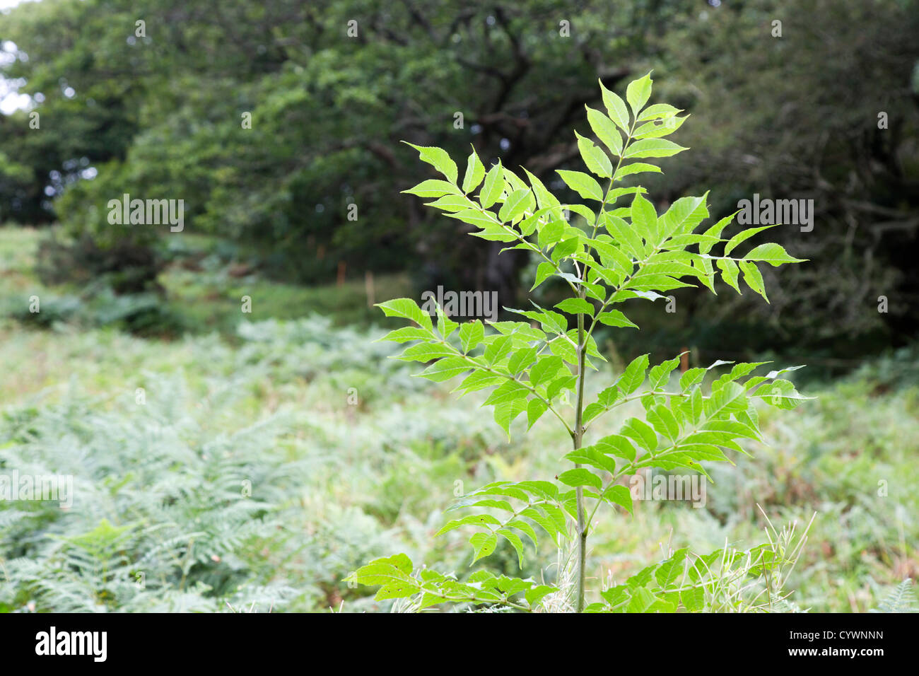 Ash; Fraxinus excelsior; sapling; Cornwall; UK Stock Photo