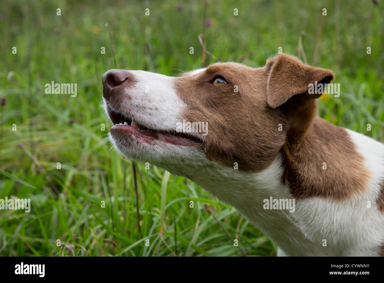 Dog; brown and white; UK Stock Photo