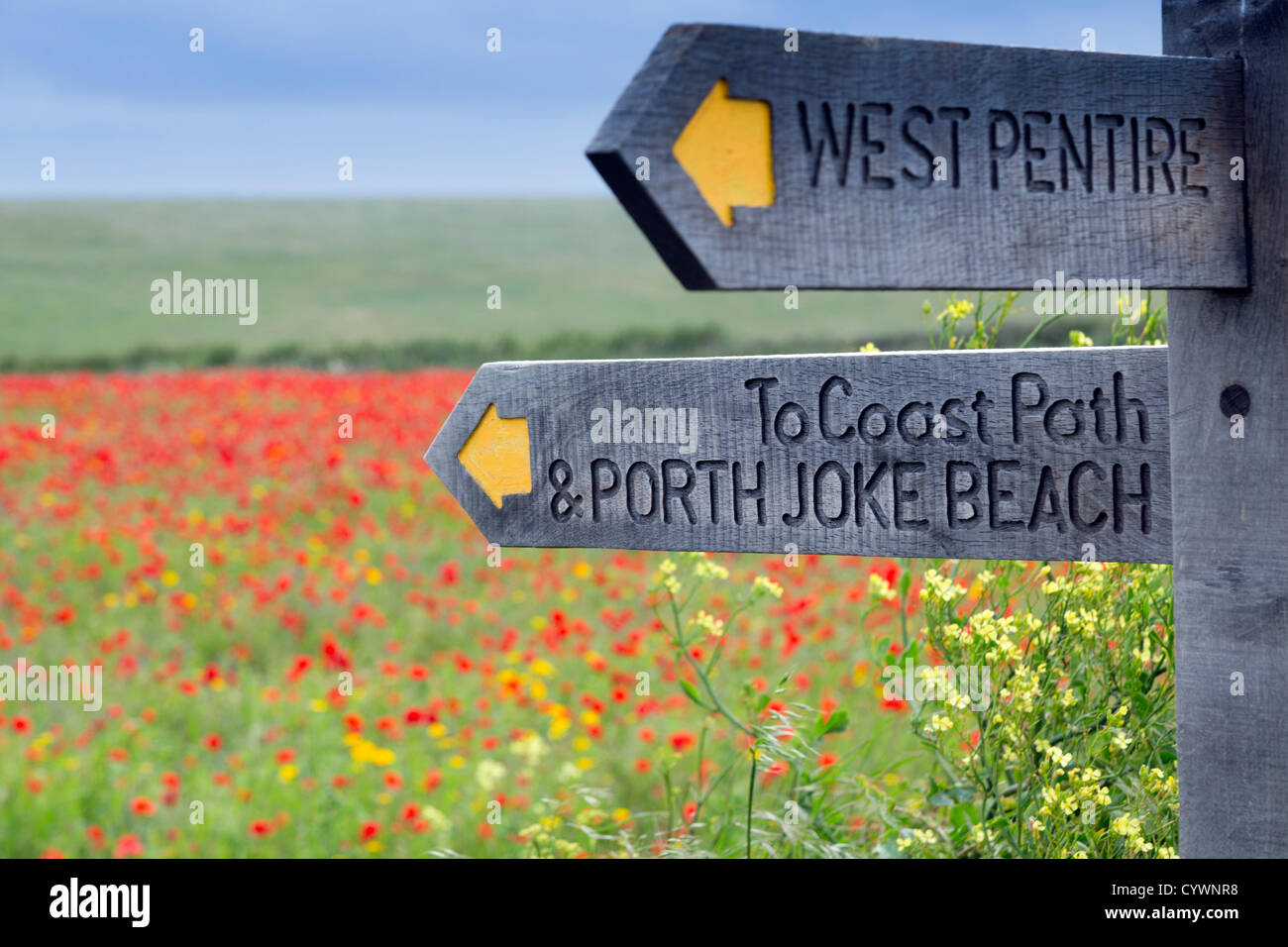 West Pentire; Cornwall; UK; flowers in summer Stock Photo
