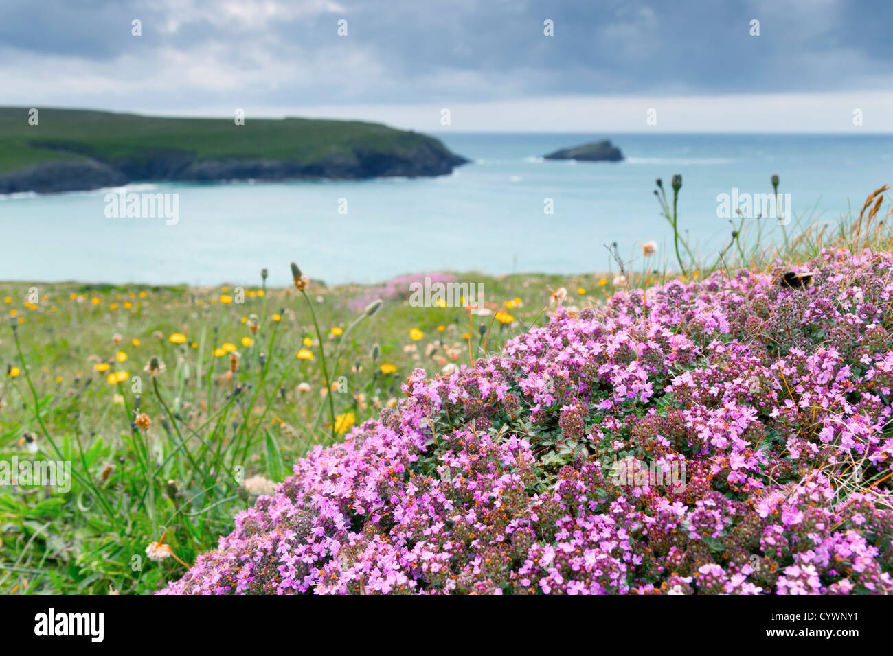 West Pentire; Cornwall; UK; Wild Thyme; Thymus praecox; Stock Photo