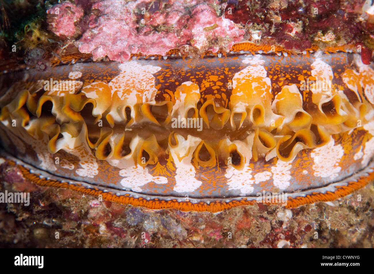 Thorny oyster, Spondylus varius, Komodo Indonesia Stock Photo