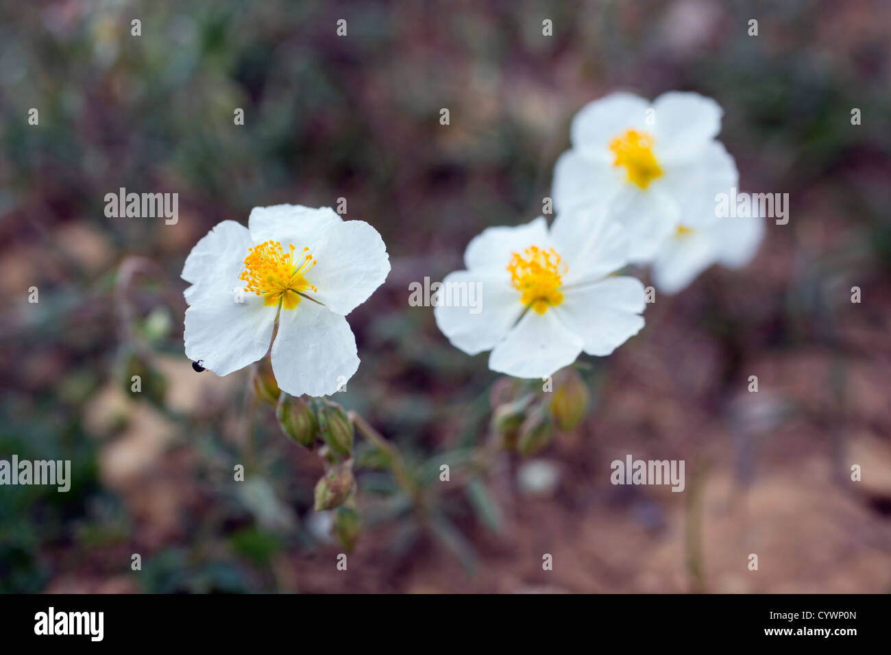 White Rockrose; Helianthemum apenninum; Pyrenees; Spain Stock Photo