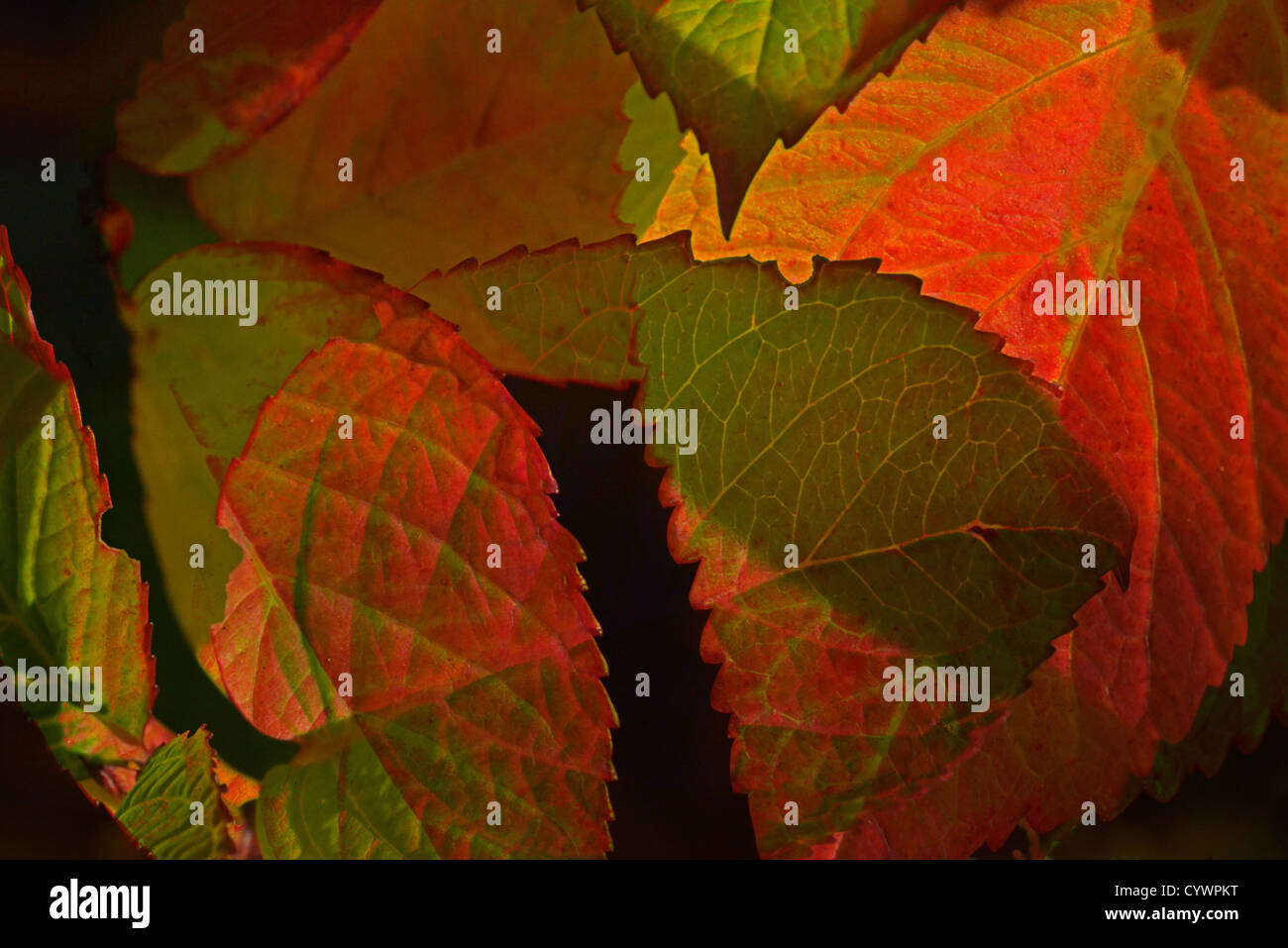 A composite image representing Autumn of Fall Stock Photo