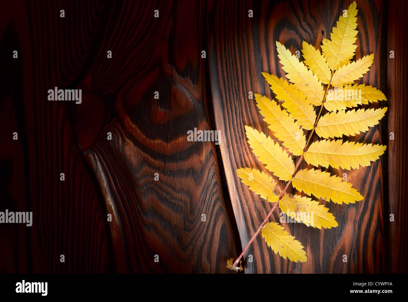 Autumn decoration on an old wooden surface Stock Photo