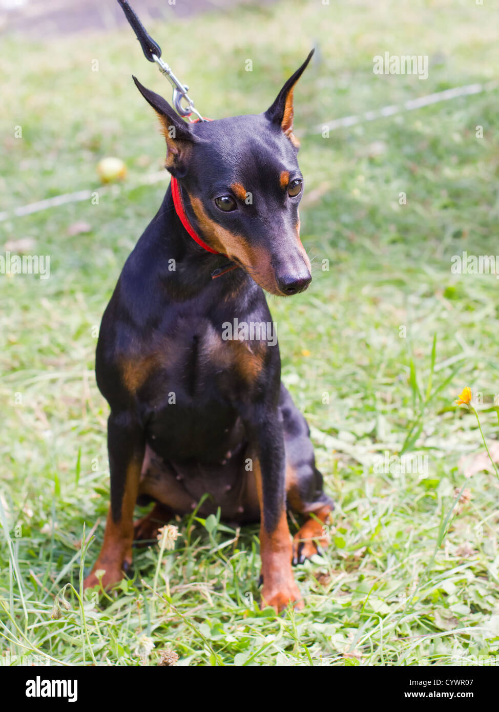 dog Miniature Pinscher breed (King of the Toys) sitting Stock Photo
