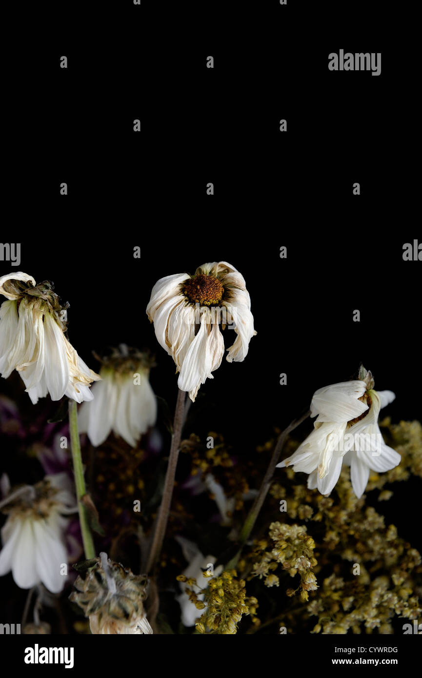 Dead_flowers hires stock photography and images Alamy