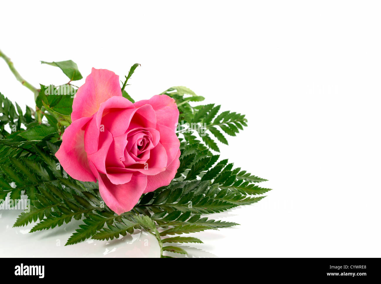 pink rose and green leaves isolated on white Stock Photo