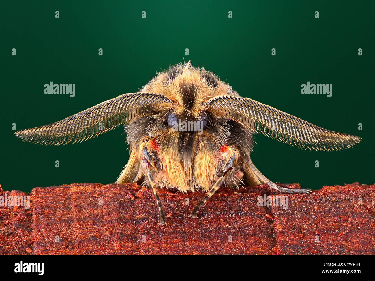 moth facing camera displaying antenna sitting on a log Stock Photo