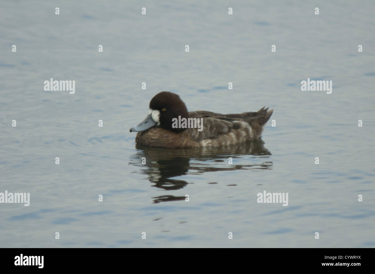 Female Lesser Scaup (Aythya affinis) at Balsa Chica, California Stock Photo
