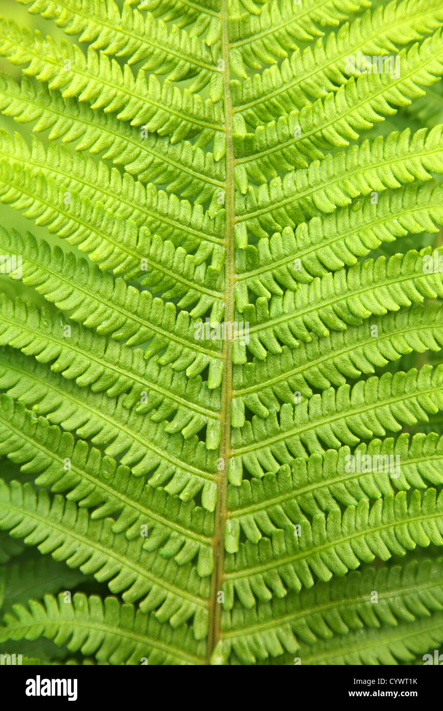 green fern leaf close-up, vertical image Stock Photo