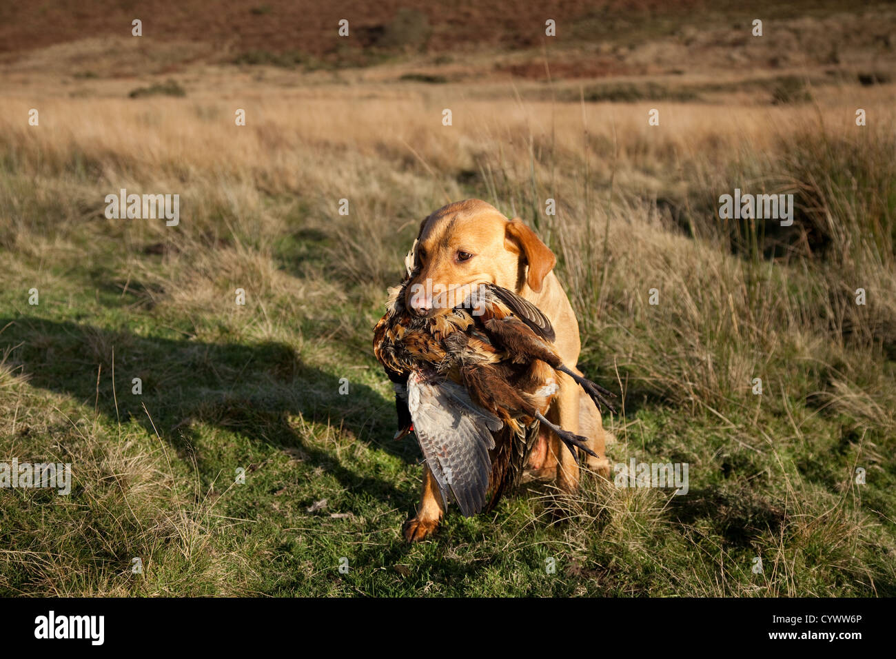 Yellow Lab Hunting Wallpaper