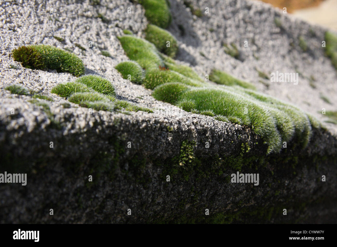 Mus Texture Mus earth hi-res stock photography and images - Alamy