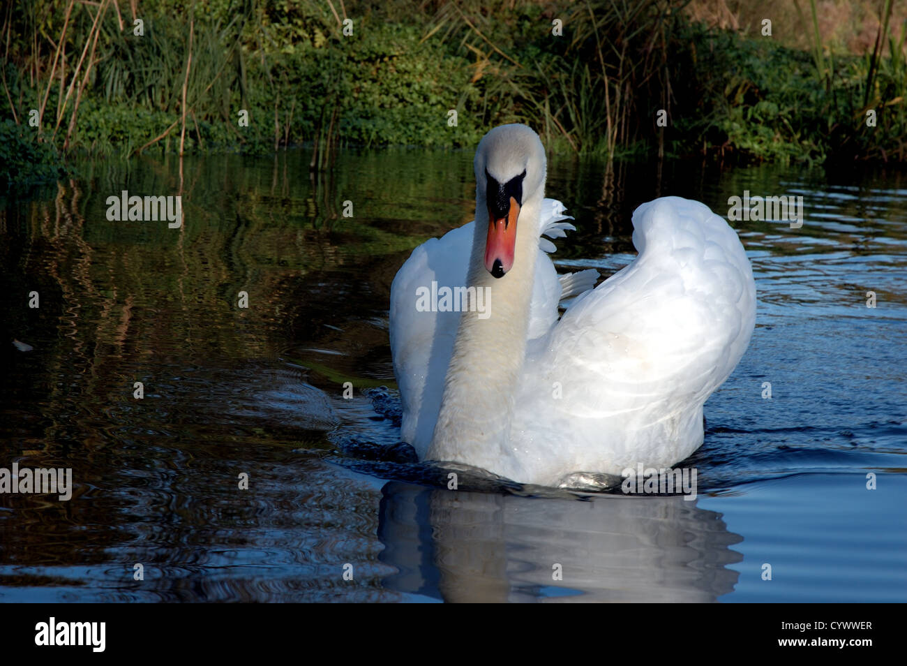 Swan on the River Bure upstream from Horstead Mill, Norfolk, UK Stock Photo