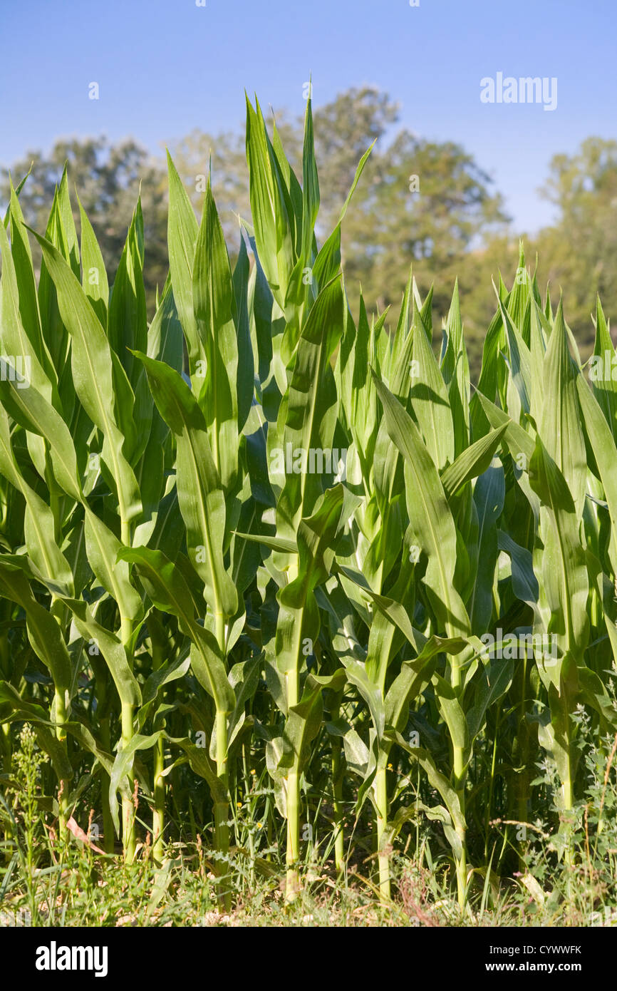 Field of maize corn Stock Photo