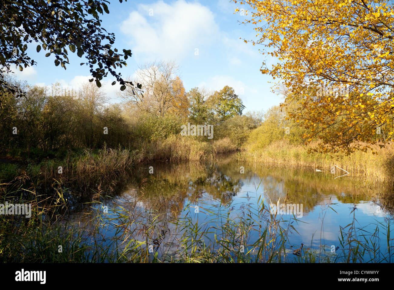Wicken fen fenland, Cambridgeshire East Anglia UK countryside Stock