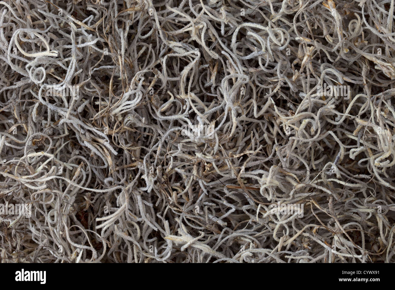 Spanish moss background a decorative soil cover for retaining