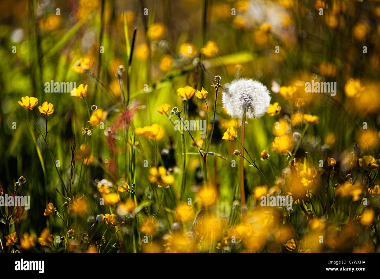 A shot of somer wild flowers appearing in northern Norway. Narrow dept of field. Nice bokeh. Stock Photo