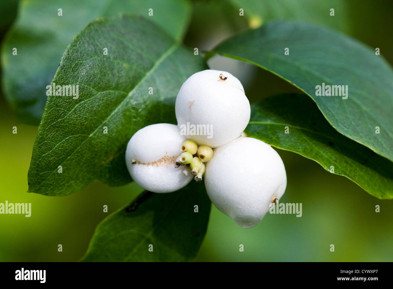 Symphoricarpos albus. Common snowberry in the hedgerow. Stock Photo