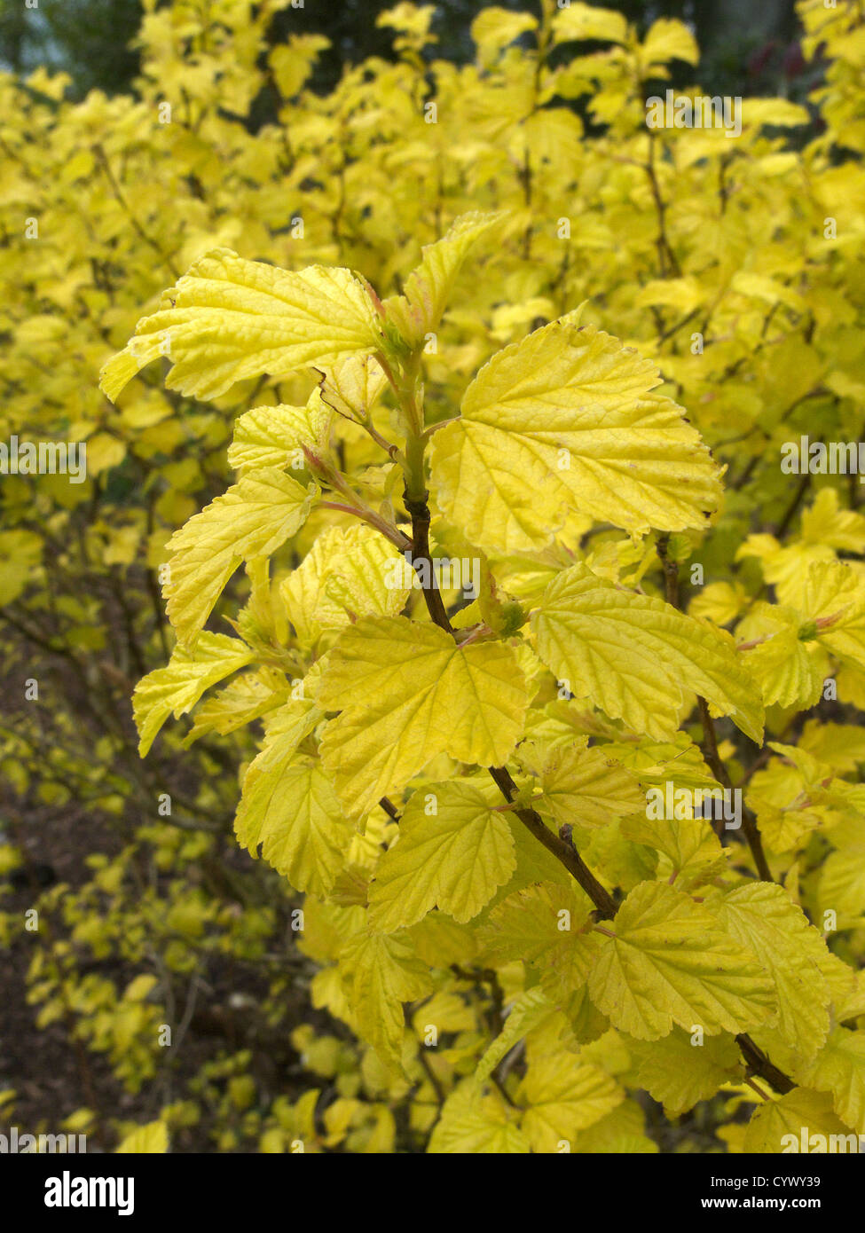Physocarpus Opulifolius Dart S Gold Ninebark Dart S Gold Stock Photo Alamy