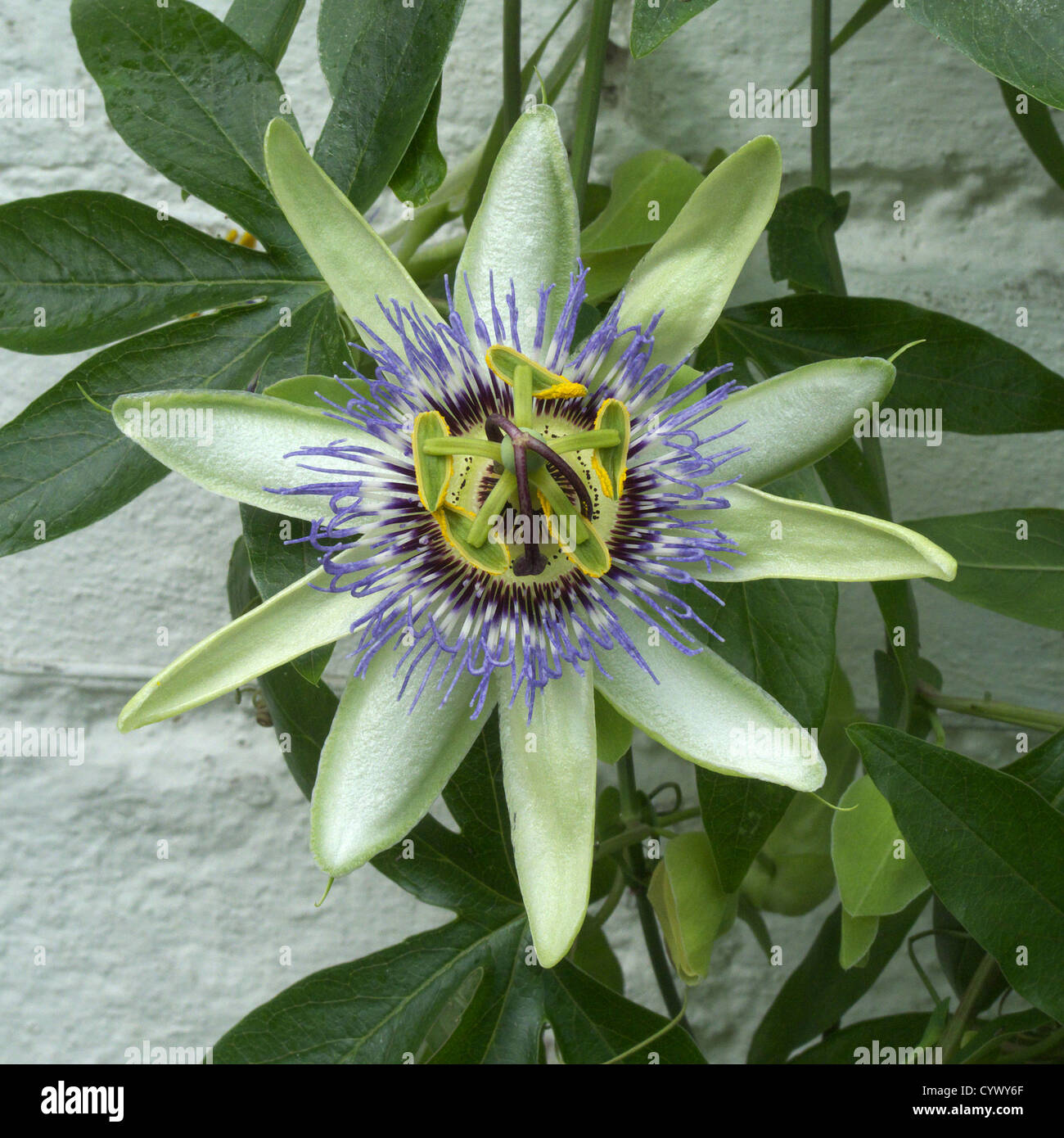 Common Passion Flower ( Passiflora caerulea ) in Bloom Stock Photo