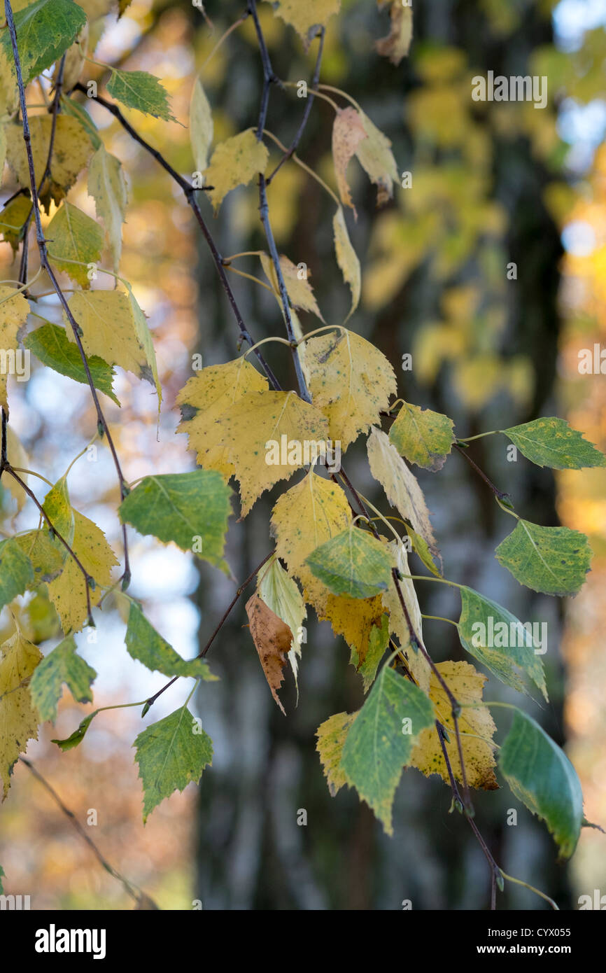 Tree with autumn leaves hi-res stock photography and images - Alamy
