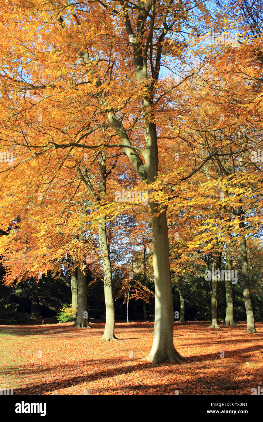 Golden leaves of the beech trees on a sunny autumn day at Virginia Water, Surrey, England, UK. Stock Photo