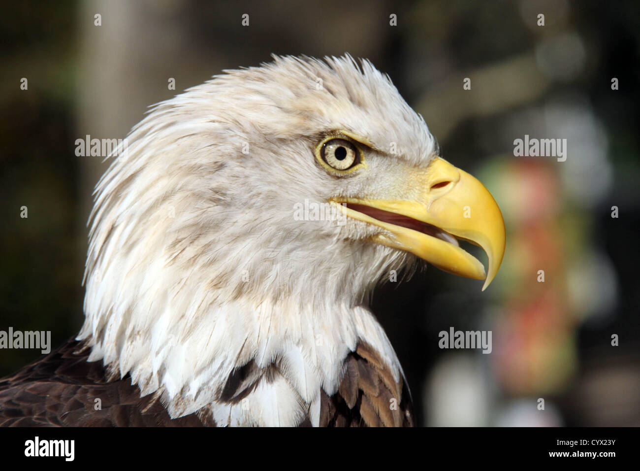 Challenger the Bald Eagle Flies During 9/11 Memorial 