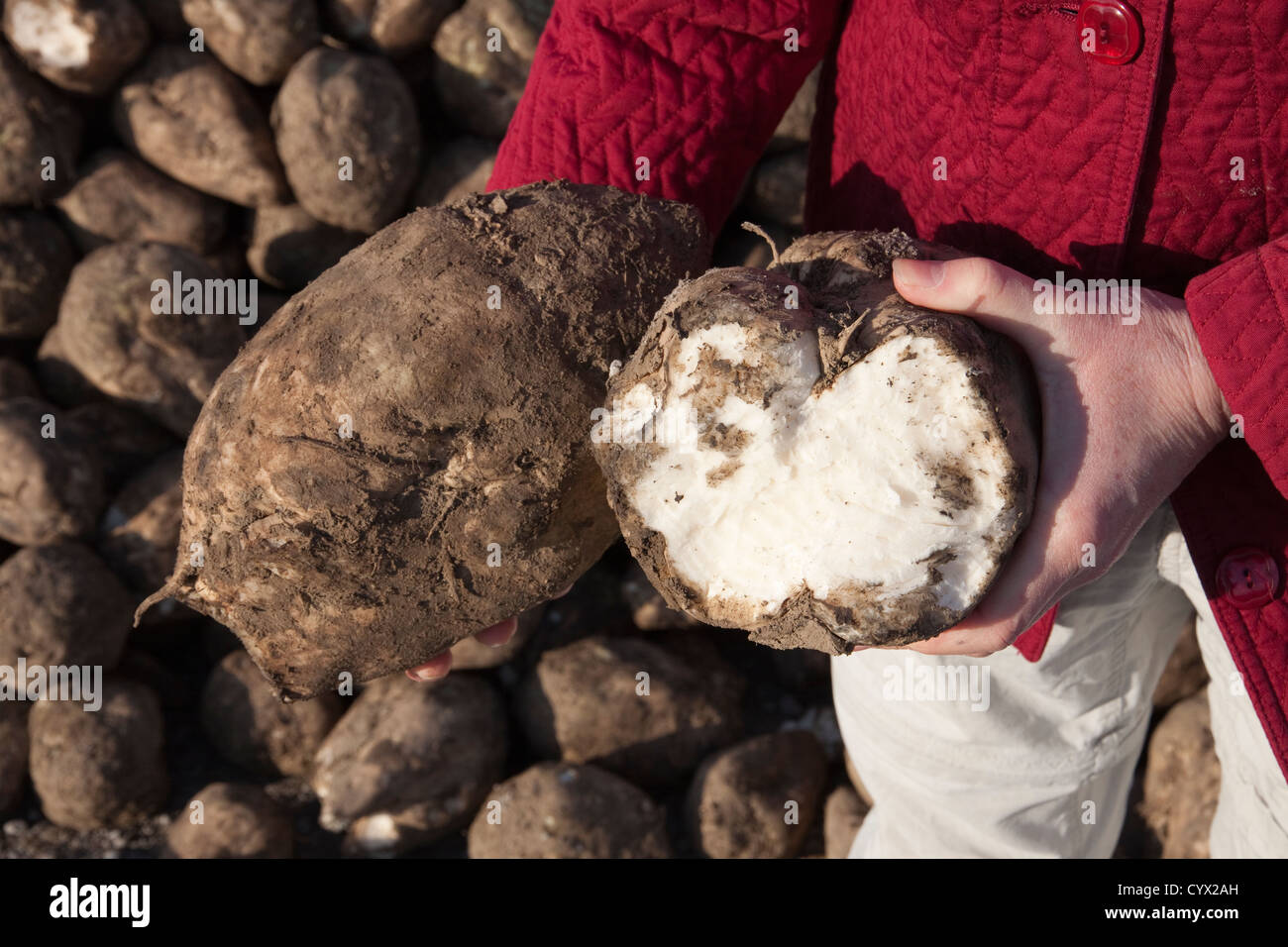 Two Sugar Beets, one split open and another whole, Saginaw County Michigan Fall USA Stock Photo