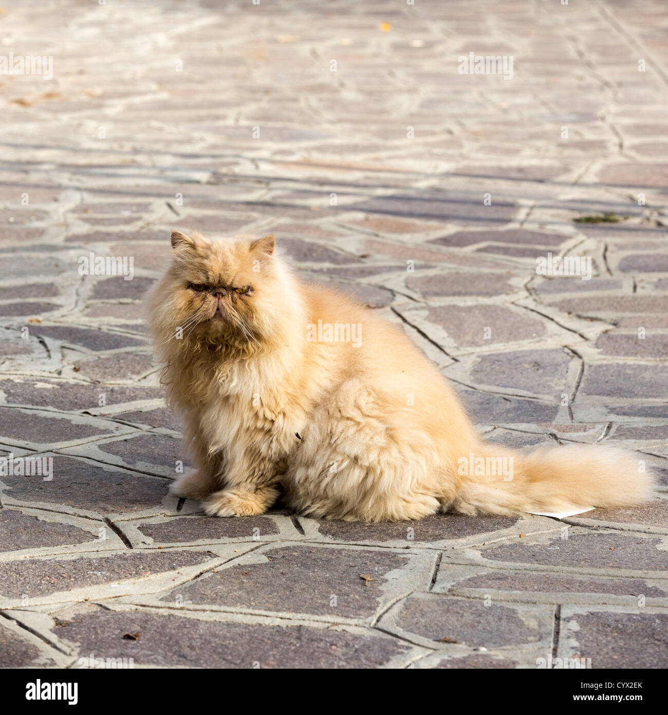 Very furry and rather cross-looking long-haired ginger cat sitting on crazy paving Stock Photo