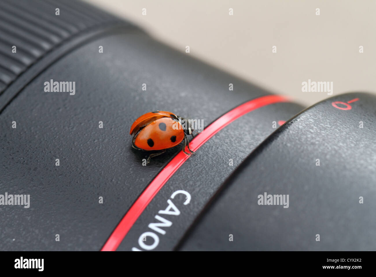 A Ladybird On A Canon 100mm Macro Lens Stock Photo Alamy A Ladybird On A Canon 100mm Macro Lens Stock Photo Alamy