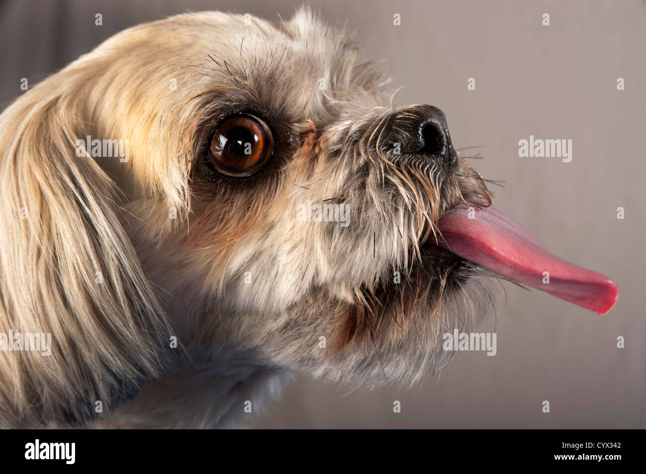 Dog sticks tongue out Stock Photo