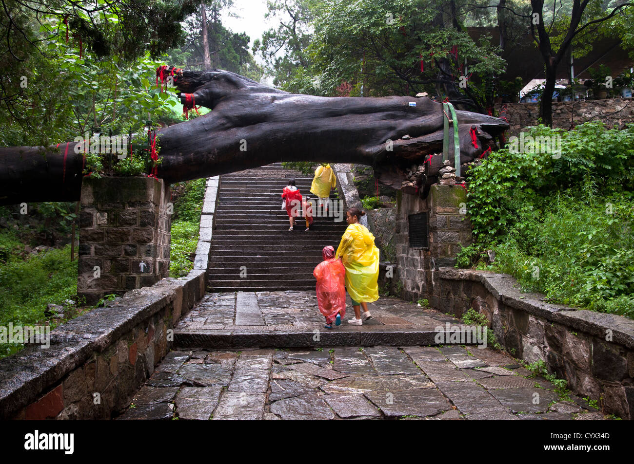 Sleeping Dragon Pagoda Tree, Tai Shan, China Stock Photo