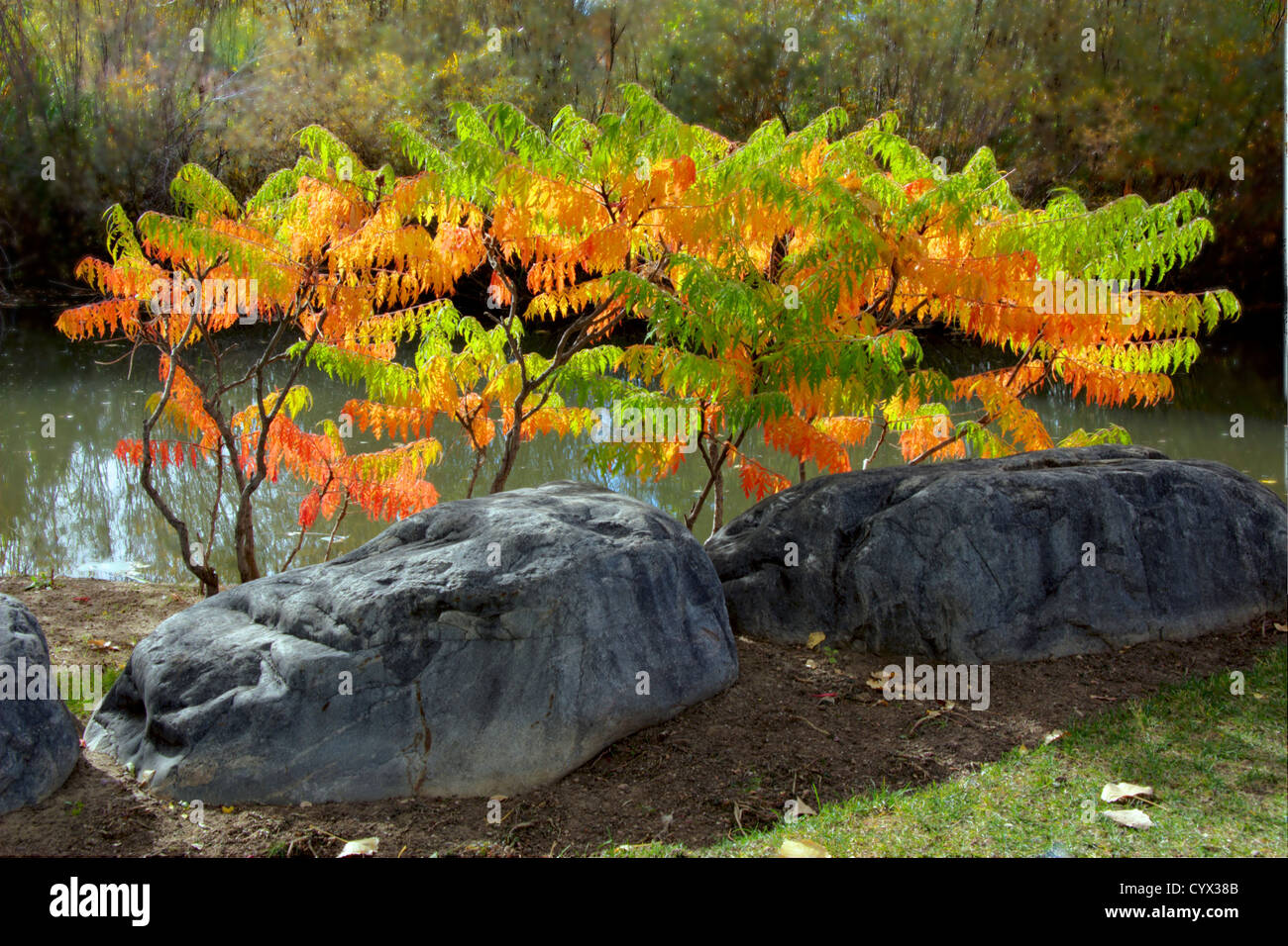 Staghorn Sumac transitioning from summer to fall leaf color. Stock Photo