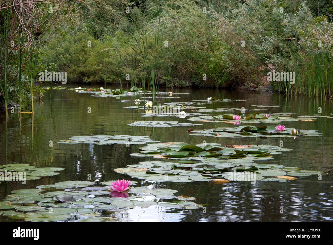 Lilies in a lily pond Stock Photo