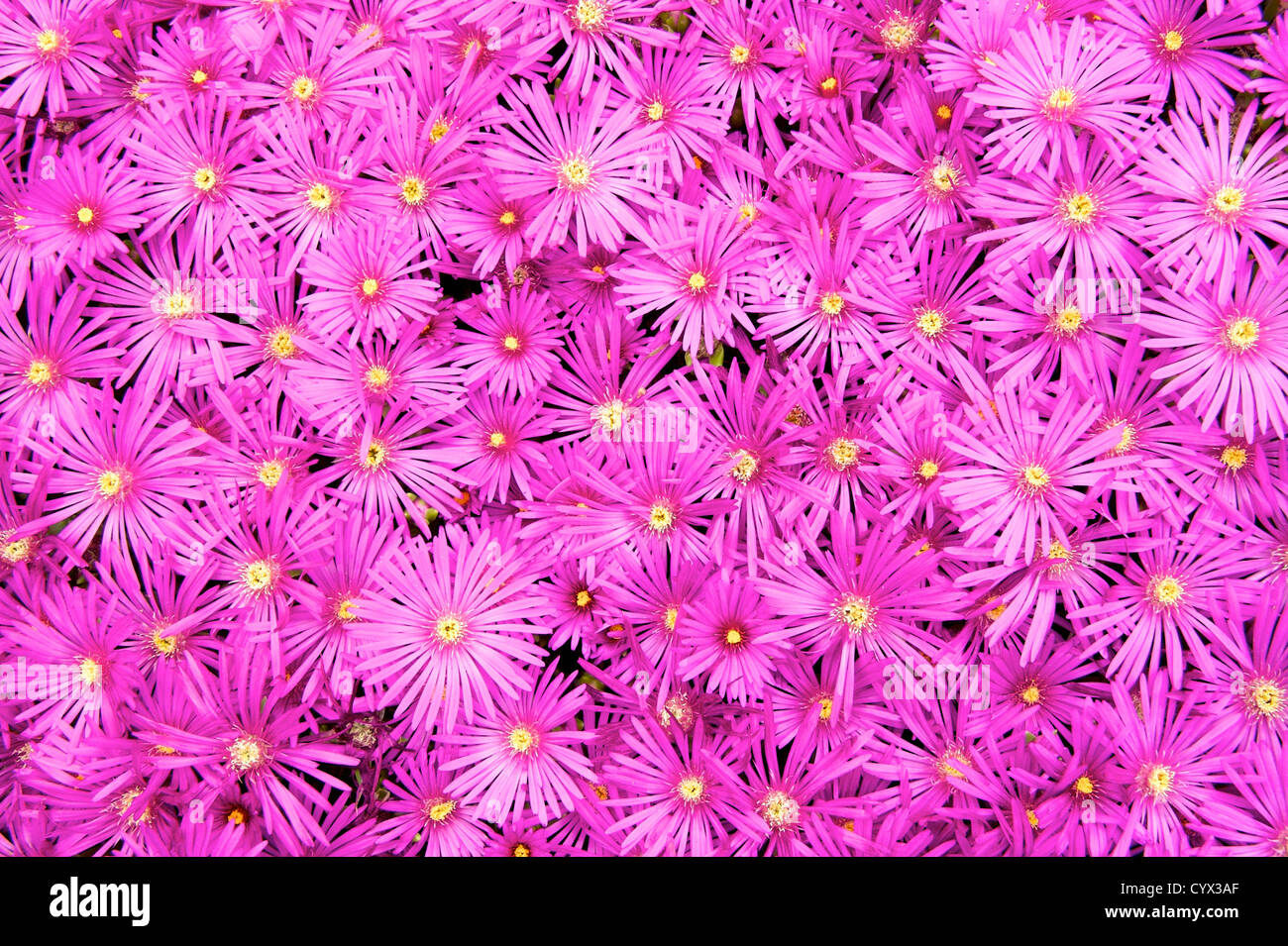 Table Mountain Ice Plant Stock Photo Alamy