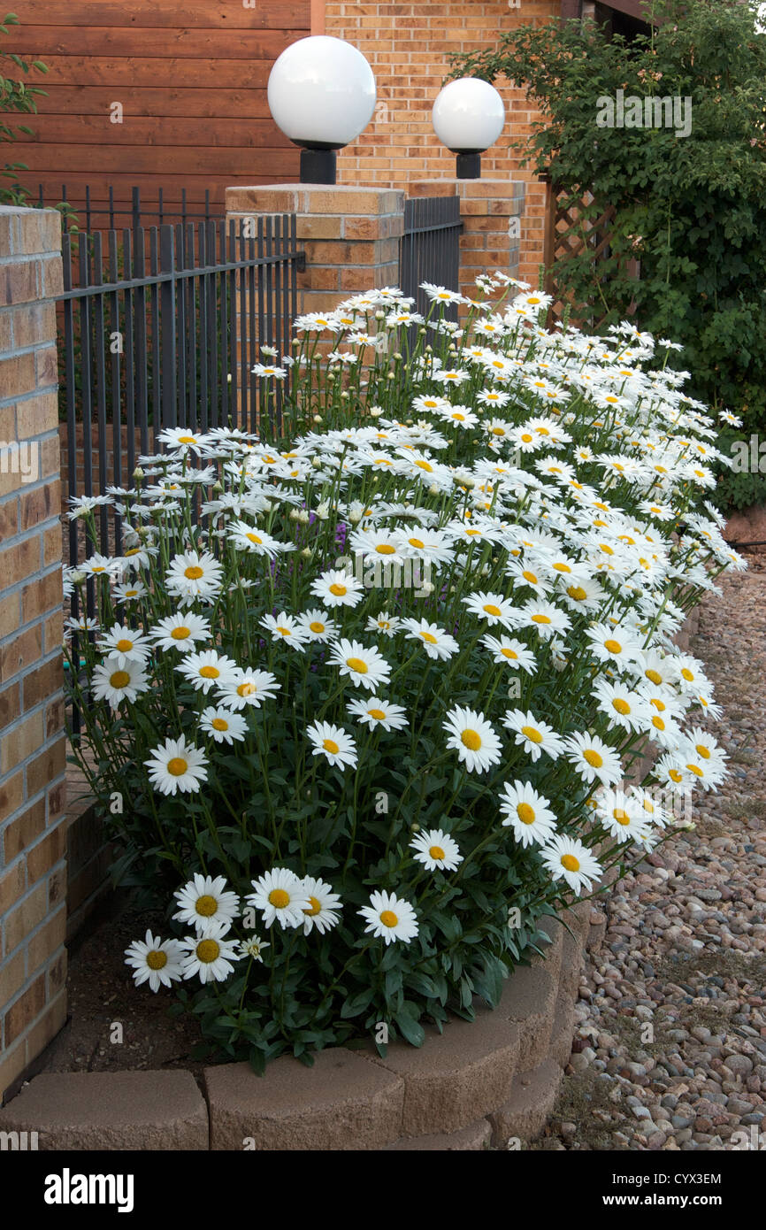 Shasta Daisies growing in a raised bed Stock Photo Alamy