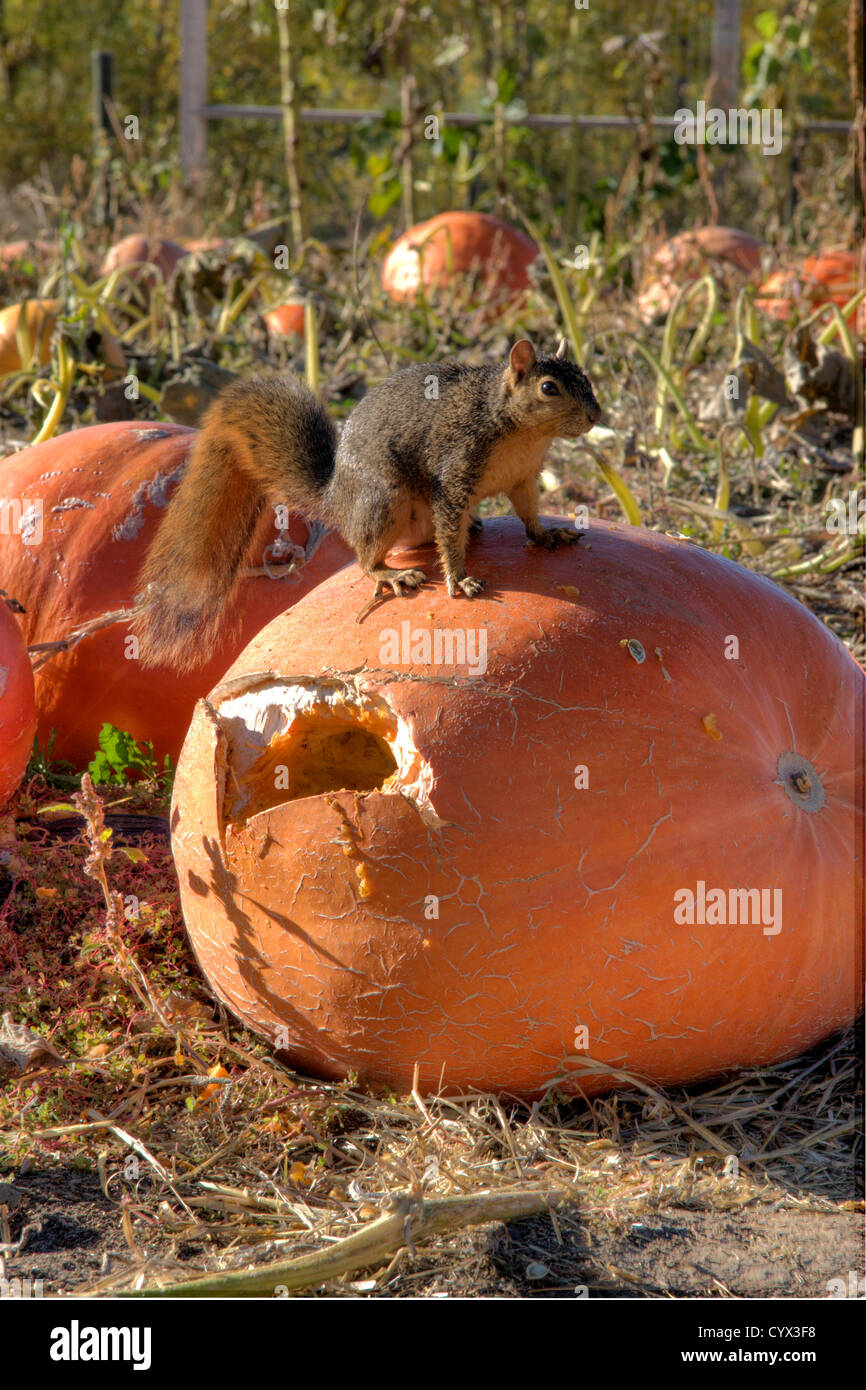 Western fox squirrel has become alert on a pumpkin that he has been eating. Stock Photo