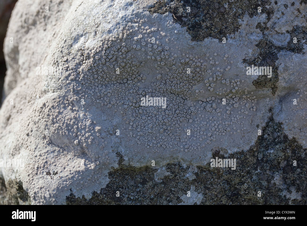 Crustose Lichen. (Lecanora sp. ). Stone Wall. Iona, Inner Hebrides, west coast of Scotland. Stock Photo